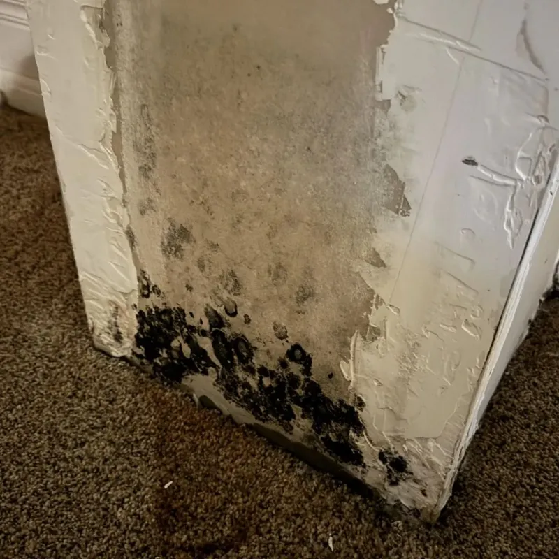 Professional Mold Removal in Mallory, WV